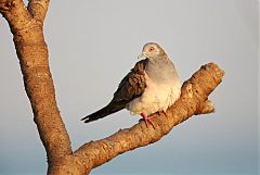 Bar-shouldered Dove